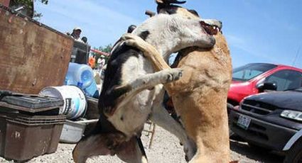 Hasta cinco años de cárcel a involucrados en peleas de perros, aprueba Senado