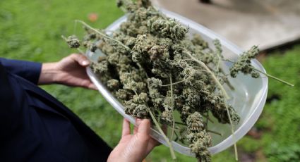 Diputados aprueban en lo general uso medicinal de la marihuana