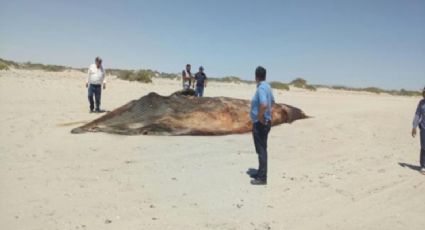 Atiende Profepa varamiento de ballena muerta en Sonora