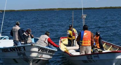 Atiende Profepa muerte de ballena jorobada en Bahía de Banderas, Jalisco