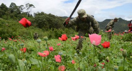 En riesgo los recursos para combatir cultivos de amapola en México