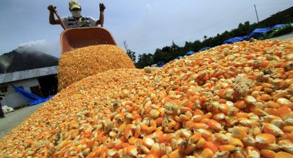 Sagarpa negociarán en Brasil compra de maíz, soya y arroz