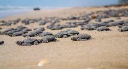 Conanp atiende arribo de miles de tortugas a costas tamaulipecas 