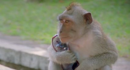 'Mafia' de macacos roba para conseguir comida en Indonesia