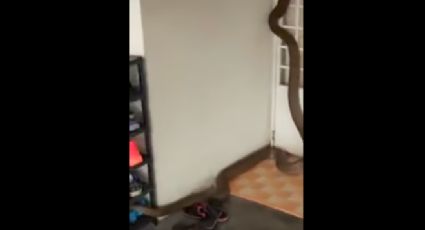 Hombre escucha ruidos extraños y encuentra una cobra entre sus pertenencias 