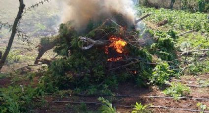 Más de 108 mil plantas de mariguana fueron destruidas por PGR de Jalisco
