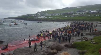 Realizan 'tradicional' masacre de ballenas en isla Feroe