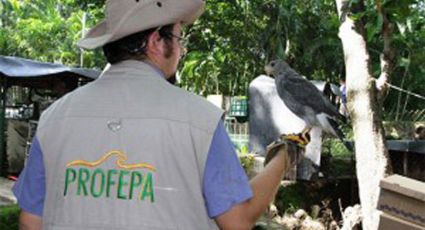 Profepa traslada 21 ejemplares de vida silvestre de Hidalgo a Edomex