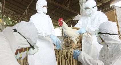 Sagarpa concluye acciones contra influenza aviar en una granja de Jalisco