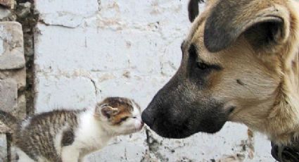 Hospital Veterinario UVM atiende a perros y gatos en situación de calle  