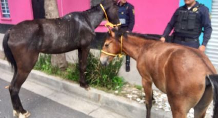 Aseguran a dos caballos que corrían en calles de Gustavo A. Madero
