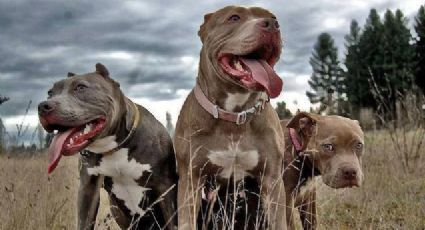 50% de atenciones veterinarias por agresividad de perros de cuidado doméstico: UNAM