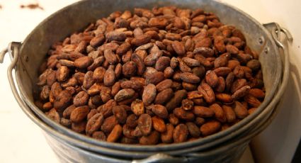 México se afianza como uno de los principales productores de cacao