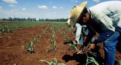 Renegociación del TLCAN debe sacar de la devastación al campo mexicano: UNAM