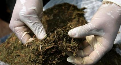 Fuerzas federales aseguran 460 kilos de mariguana en Sonora
