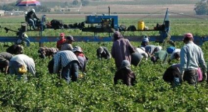 Se aproxima STPS a meta de trabajadores agrícolas enviados a Canadá