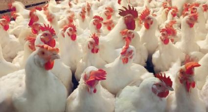 Millones de gallinas podrían ser sacrificadas en Holanda por contaminación con insecticida 
