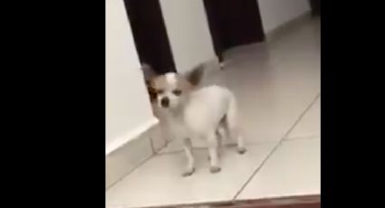 Perro Chihuahua baila al ritmo de remix de Scooby Dooby Pa Pa (VIDEO)