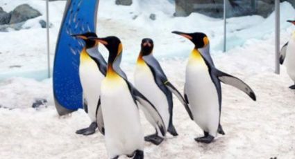 Zoológico en Canadá resguarda a pingüinos por frío extremo (VIDEO)