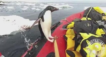 Pingüino salta a bote de exploradores en la Antártida (VIDEO)