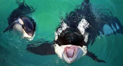 Wikie, primera orca que aprendió a hablar (VIDEO) 