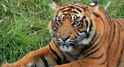 Tigre mata a empleada de una plantación en Indonesia