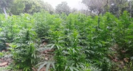 Autoridades destruyen más de 46 mil plantas de marihuana en Jalisco