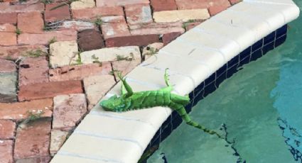 Las iguanas se congelan en Florida por bajas temperaturas 