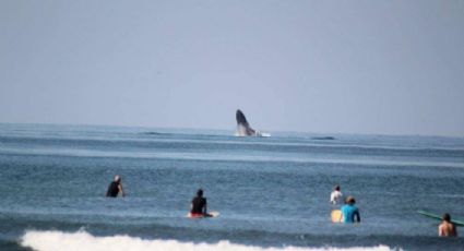 Ballenas sorprenden a surfistas y bañistas en Ixtapa-Zihuatanejo (FOTOS)