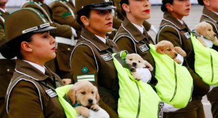 El duro entrenamiento de cachorros que se convertirán en policías (FOTOS) 