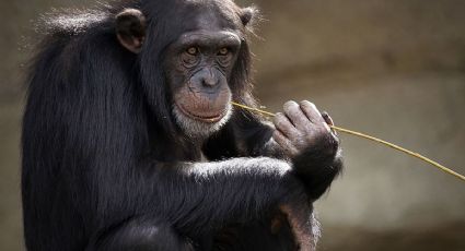 Estudio en primates revela cómo se desarrolló la cooperación entre personas