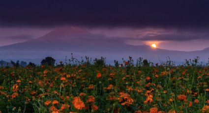Cempasúchil, las flores que adornan las festividades del Día de Muertos