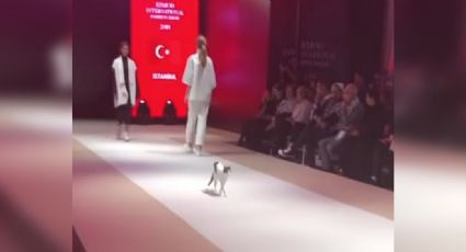 Un gato se 'cuela' en desfile de modas y esto fue lo que sucedió (VIDEO)