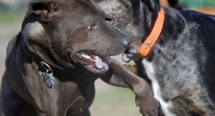  Congreso de Baja California busca sancionar pelea de perros