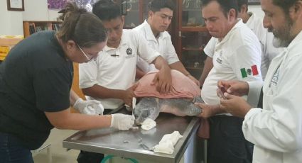 En Oaxaca, salvan a tortuga con cuchara de plástico incrustada en nariz (VIDEO)