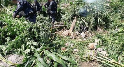 Destruye PF sembradío de 16 mil plantas de marihuana en Jalisco