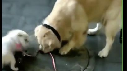 Perro se roba ¿a otro perro? en plena calle (VIDEO) 