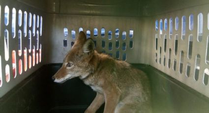 Rescatan a coyote que deambulaba en calles de Iztapalapa