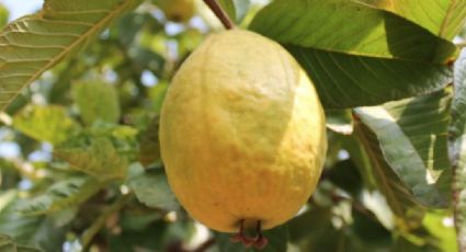 Nuevas variedades de guayaba benefician a productores del norte de Nayarit