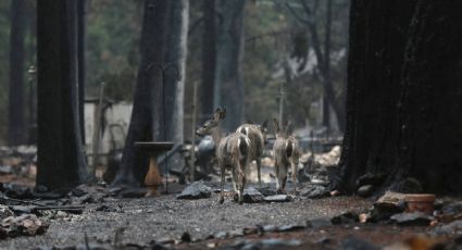 Controlan el 'Camp Fire', el incendio más letal de California (VIDEO)
