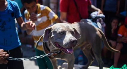 'Bolillo' un pitbull que busca llegar a EEUU con los migrantes 