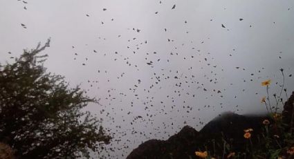 Mal clima atrasó llegada de mariposas Monarcas: Conanp 