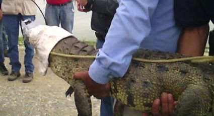 Pareja de ancianos entrega a Profepa cocodrilo que tuvieron de mascota por 30 años