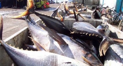 México pierde batalla contra EEUU por etiquetado de atún en la OMC
