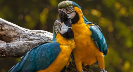 'Colores que vuelan'; la exposición que crea consciencia ecológica