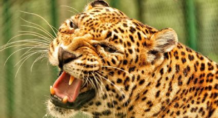 Leopardo apresa y mata a niño de tres años