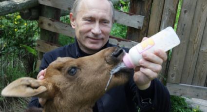 Rusia aprueba ley contra maltrato animal (VIDEO)