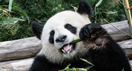 Tuan Tuan, el primer panda en recibir un aparato de ortodoncia (FOTOS)