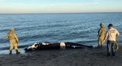 Hallan cría de ballena muerta en San Felipe, BC (VIDEO)