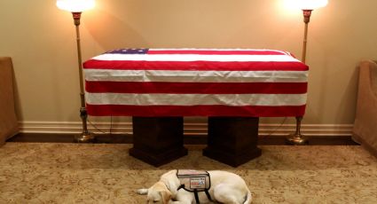 'Sully', el perro que resguardó el ataúd de George H.W. Bush